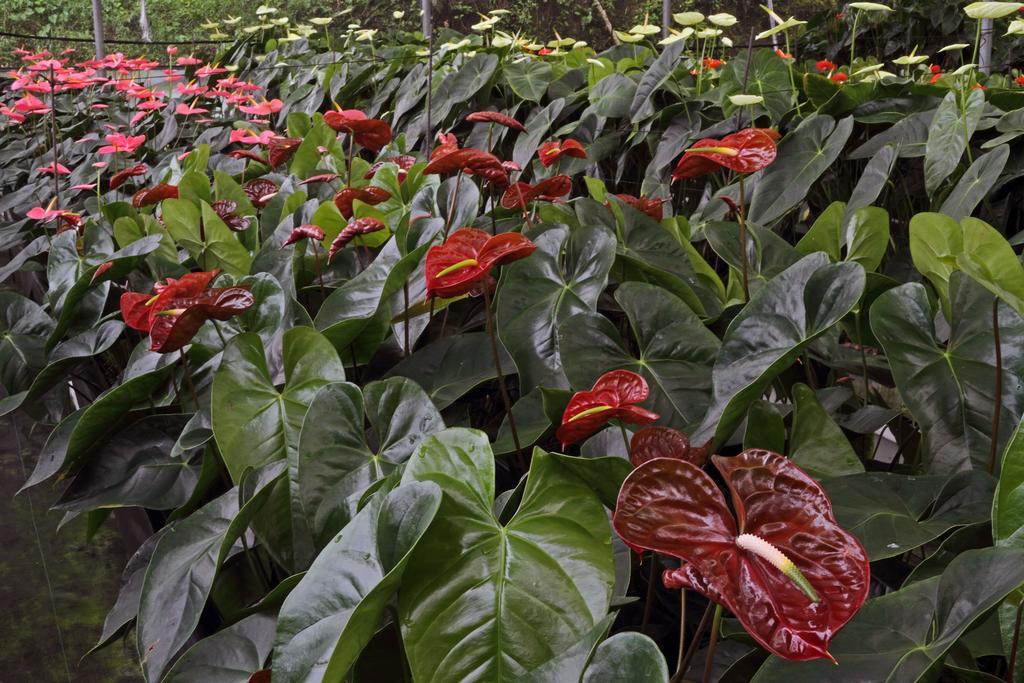Finca Hamburgo La Ruta Del Cafe Tuzantan Kültér fotó